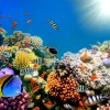 Saving Marine Biodiversity